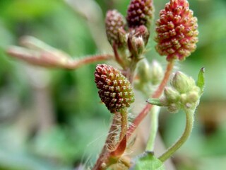 Mimosa pudica, also called sensitive plant, sleepy plant, action plant, touch-me-not, shameplant, zombie plant, bashful mimosa, herbe sensible, sensitive grass, shame bush, shame face and shame lady.