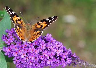 Schmetterling mit offene Flügel auf einem lila Schmetterlingsflieder