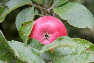 pomme rouge