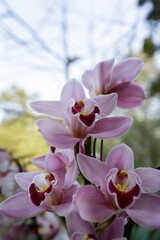 The beautiful orchid flower in the garden at Chiang rai, Thailand 