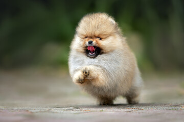 happy red pomeranian spitz puppy jumping and playing in summer