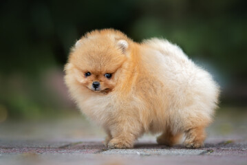 fluffy red pomeranian spitz puppy standing outdoors in summer, close up portrait
