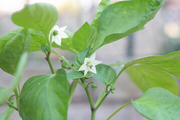Typical Capsicum annuum flower, 
Royal Embers.Capsicum annuum plant,This species is the most common and extensively cultivated of the five domesticated capsicums,close-up,Italian organic garden.