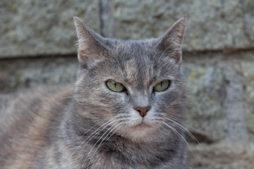 Gray striped cat on the floor.Italian cat . Adorable Kitten laying in afternoon, Italian tabby cat.Animal lovers.Close up .
