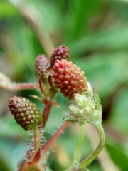 Mimosa pudica, also called sensitive plant, sleepy plant, action plant, touch-me-not, shameplant, zombie plant, bashful mimosa, herbe sensible, sensitive grass, shame bush, shame face and shame lady.