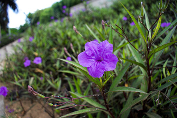 purple flower with long green leaves in a garden