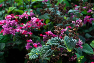 pink and violet flowers with green leaves in a garden