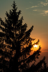 Sunset behind the tree