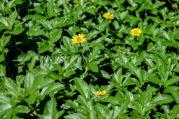 Fototapeta premium Fresh green leaves and yellow wildflowers