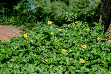 Fresh green leaves and yellow wildflowers