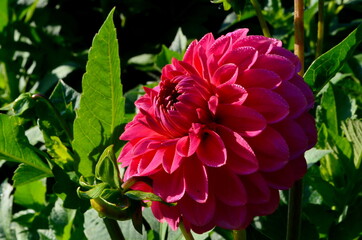 A beautiful purple  dahlia flower blooms in the garden with green leaves