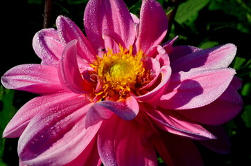 A beautiful pink dahlia flower blooms in the garden with dew drops, close-up