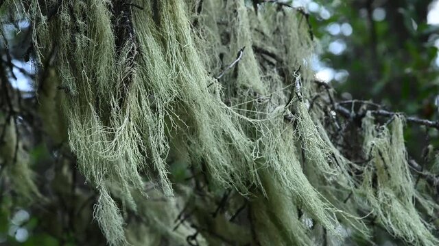 Pale green Witches Hair lichen hangs from the branches of a dead spruce tree.  The lichen is moving the wind creating a spooky scene. 
