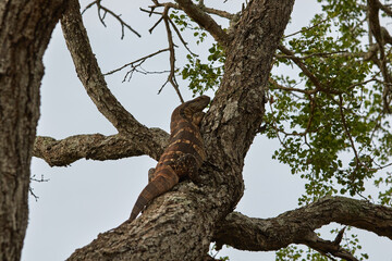 Obraz premium African water monitor high in a tree