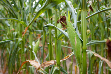 Close-up shot of ripe corn cob on the green summer field.