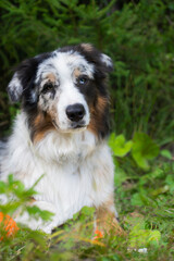 Portrait of an Australian shepherd dog, lying on the background of a green forest, looking directly into the camera