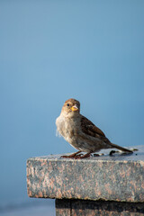 Bird sparrow