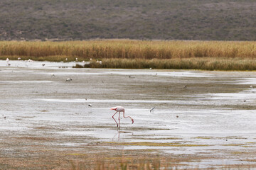 Flamingo walking through the water in search of food