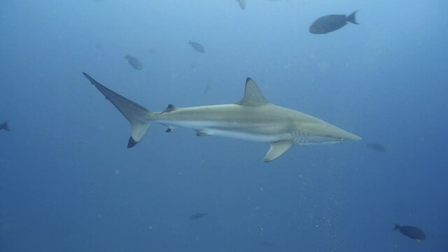Rare spinner sharks patrolling the reef in maldives