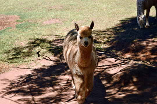 A beautiful and funny brown lama smile