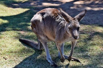  Wild grey kangaroo resting in the park