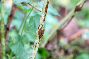 Midge on a Raspberry branch. Damaged raspberry stick. Raspberry diseases. A diseased branch.