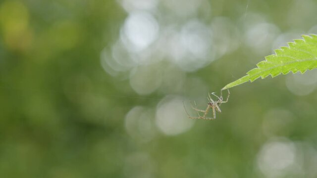 A close up of a spider in green blur nature background.