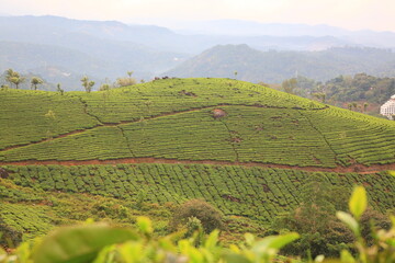 Scenic view of green Tea plantation in Munnar, Kerala, India