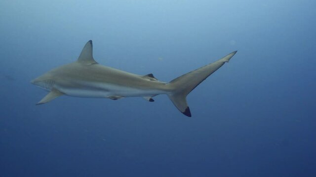 Rare spinner sharks patrolling the reef in maldives