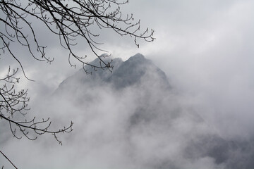 tree in fog, mountain behind cloud, winter bliss, North Sikkim , Sikkim- Lachung in India, 