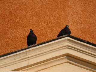 Piccione