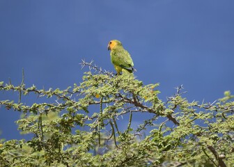 Brown-throated Parakeet with green back and yellow face sitting on to of a thorny bush, blue sky background
