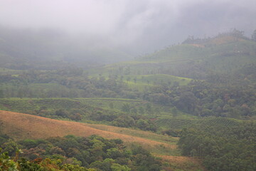 Obraz premium Scenic view of Eravikulam national park and green Tea plantation with misty foggy surrounding in Kerala, India. 