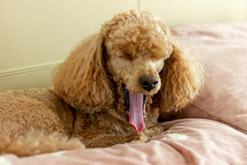 A domestic grooming apricot poodle lies on the bed on a pillow and yawns with its mouth wide open.