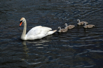 Swan and signets
