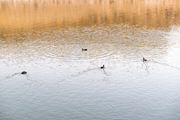 Beautiful natural landscape in summer. Cute ducks enjoying the summer on the lake