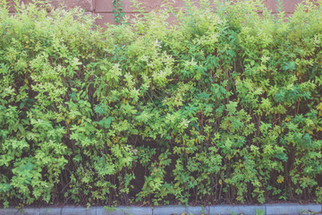 A long hedge of cut decorative hawthorn bush.
