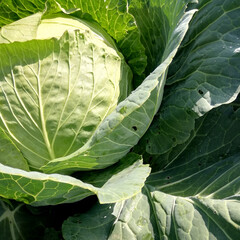 Obraz premium plant with big green leaves in garden flowerbed. Cabbage