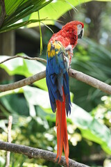 parrot with red yellow white and blue feathers