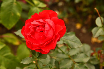 beautiful red rose