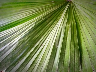 palm leaf background