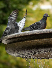 Doves on the fountain