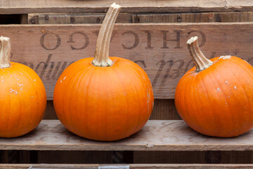 pumpkin on a wooden table - 378982355