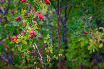 Rose hip on bush close-up. Selective focus.