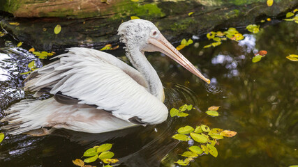 African water birds, Pink-backed Pelican (Pelecanus rufescens) swimming in the water and looking for food in the park habitats