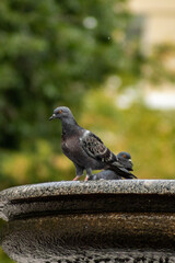 Pigeon looking for food