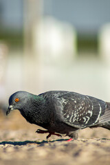 Pigeon looking for food