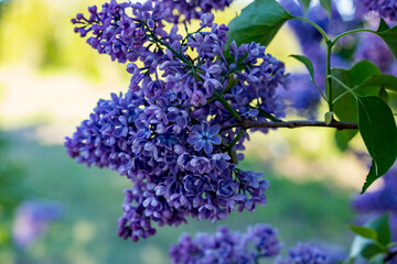Obraz premium lilac in the garden