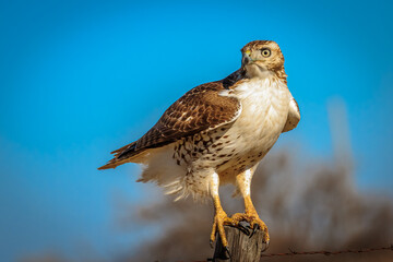 A Red-tailed Hawk (Buteo jamaicensis) perched on a pole