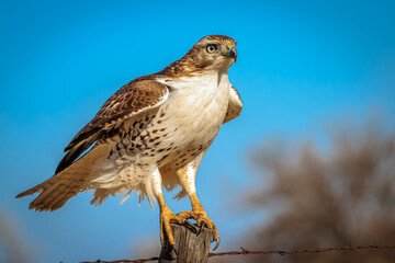 A Red-tailed Hawk (Buteo jamaicensis) perched on a pole